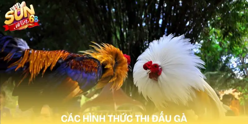 da-ga-sunwin-cua-cuoc-bdd