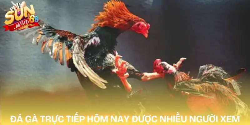 Địa Chỉ Xem Đá Gà Trực Tiếp Hôm Nay Đỉnh Cao TOP 1 1 da-ga-truc-tiep-hom-nay-nguoi-choi-luon-uu-tien
