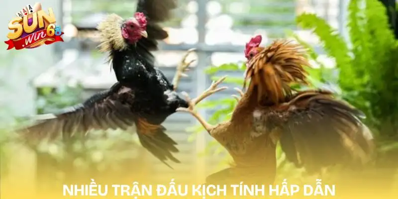 Địa Chỉ Xem Đá Gà Trực Tiếp Hôm Nay Đỉnh Cao TOP 1 3 da-ga-truc-tiep-hom-nay-nhieu-tran-dau-hap-dan
