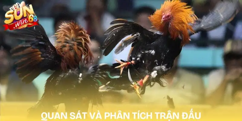 Top Bí Quyết Soi Kèo Đá Gà Hôm Nay Chuẩn Từ Chuyên Gia 3 keo-da-ga-hom-nay-bi-quyet-soi