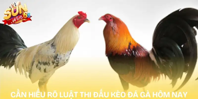 Top Bí Quyết Soi Kèo Đá Gà Hôm Nay Chuẩn Từ Chuyên Gia 1 keo-da-ga-hom-nay-can-hieu-ro